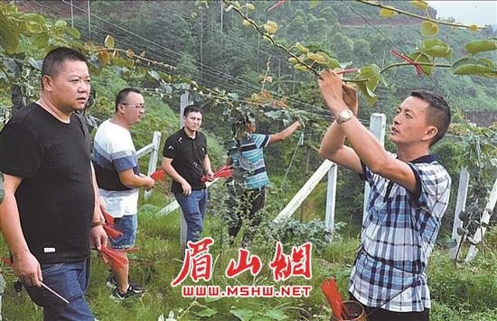 陳平（右）給農場工人們講解獼猴桃樹管理技術。.jpg