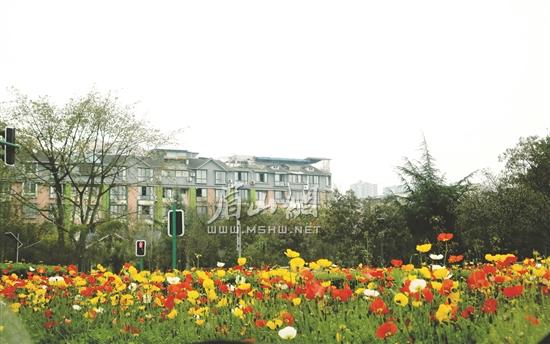 青神縣城區外西街鮮花盛開。.jpg