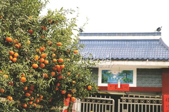 柑橘滿園。.jpg