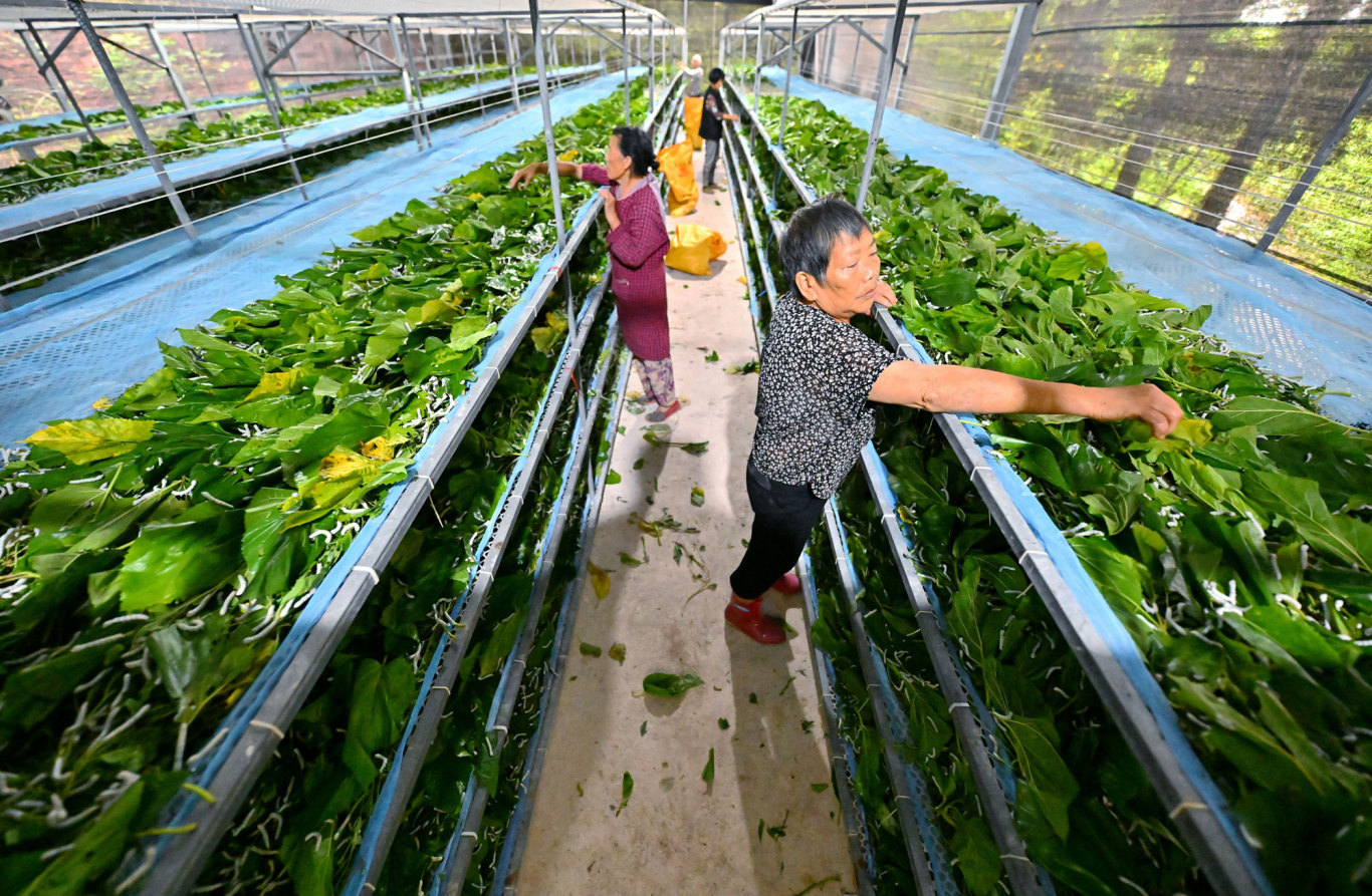 喂蠶。.jpg