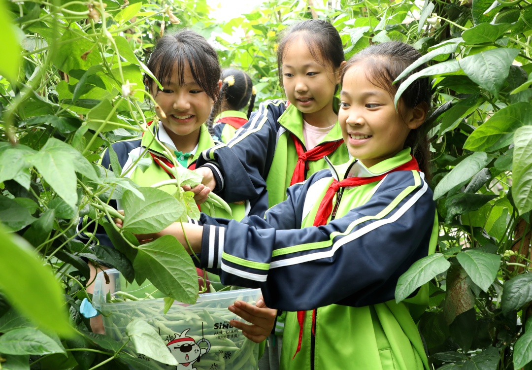 學生們正在采摘蔬菜。 (2).jpg