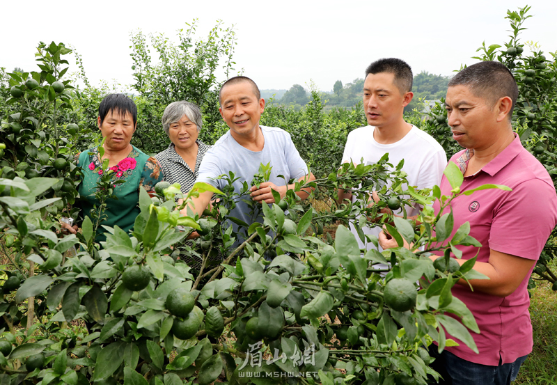 鄧強（中）向村民示范傳授柑橘的秋季管理技術(shù)。.jpg