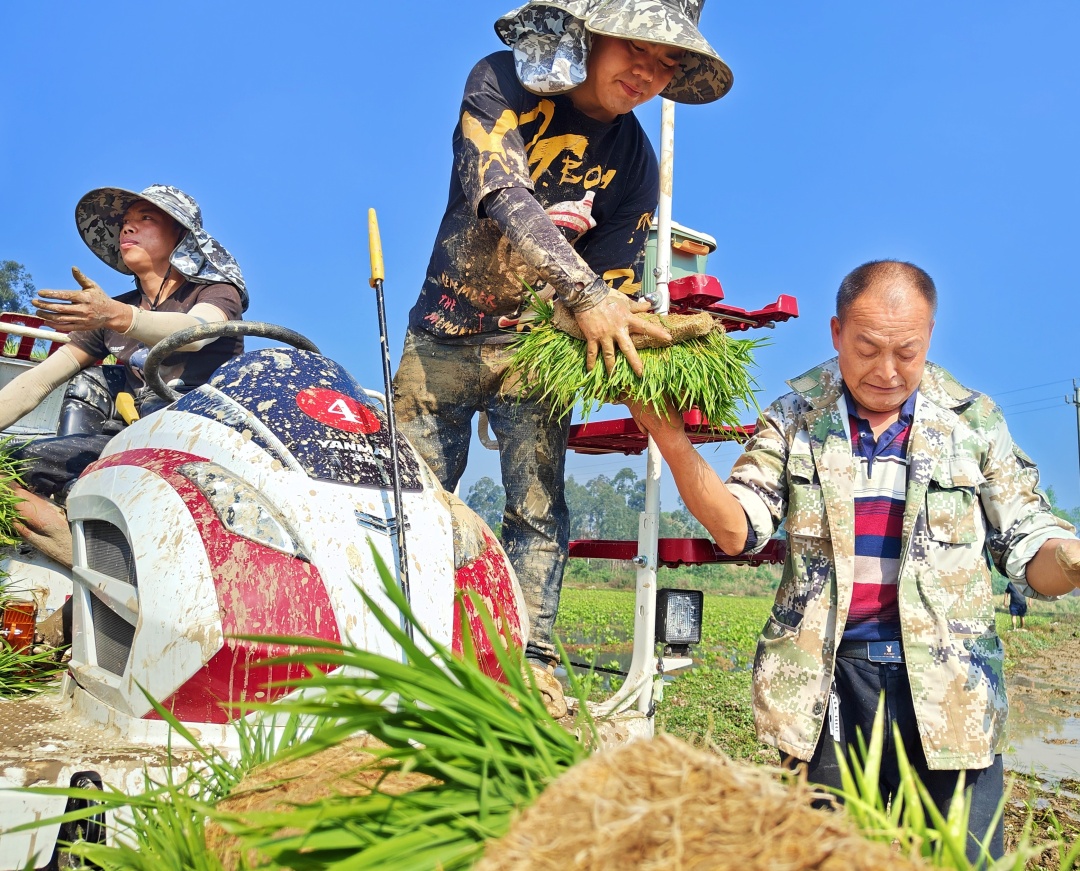 機(jī)械插秧現(xiàn)場(chǎng)，運(yùn)送秧苗.jpg