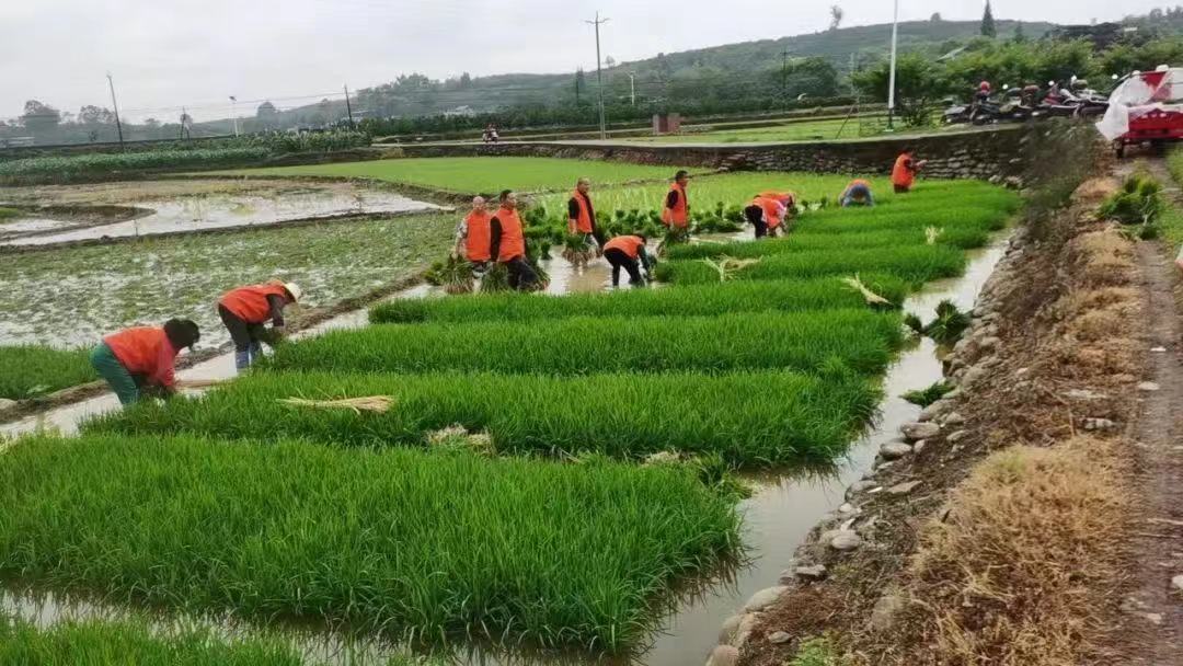 志愿者參與助農活動，分享勞動喜悅。.jpg