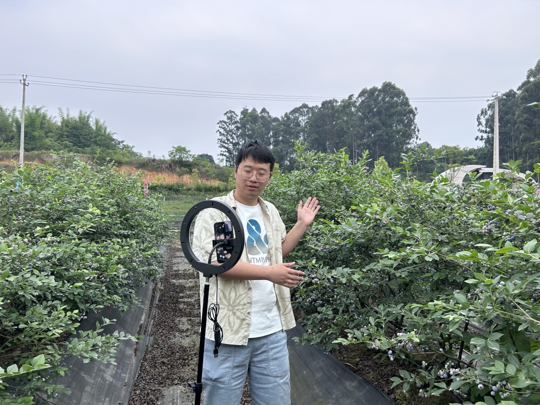 丁肇寧在藍莓地里直播。.jpg