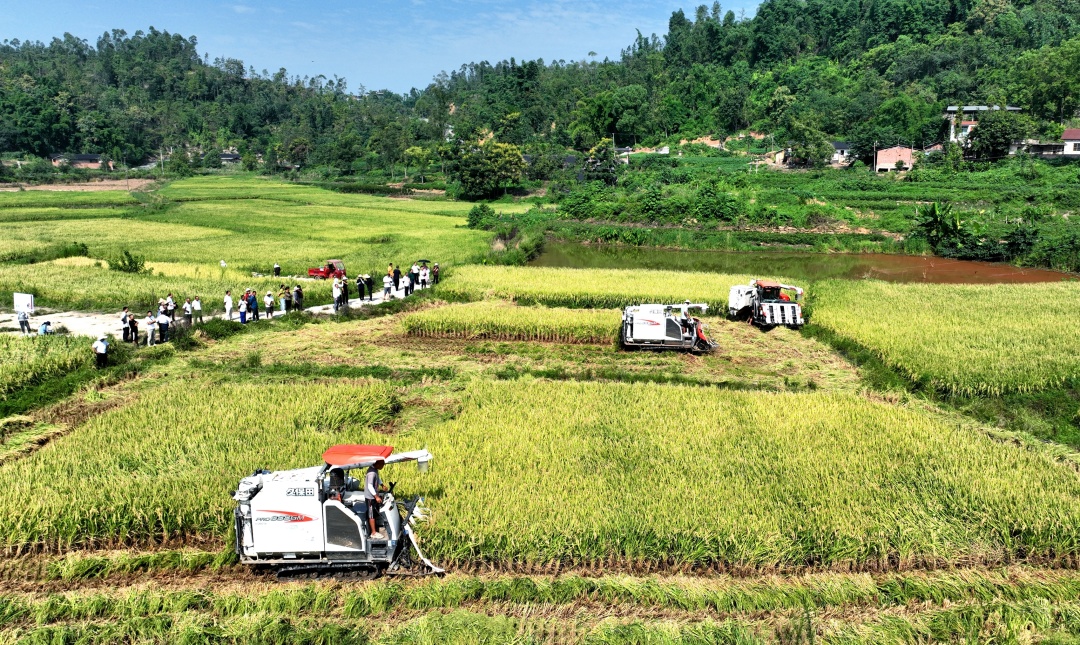 聯(lián)合收割機(jī)正在收割水稻。 (1).jpg