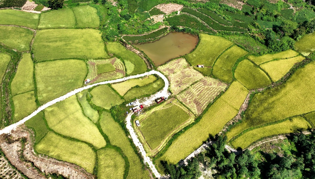 聯(lián)合收割機(jī)正在收割水稻。.jpg