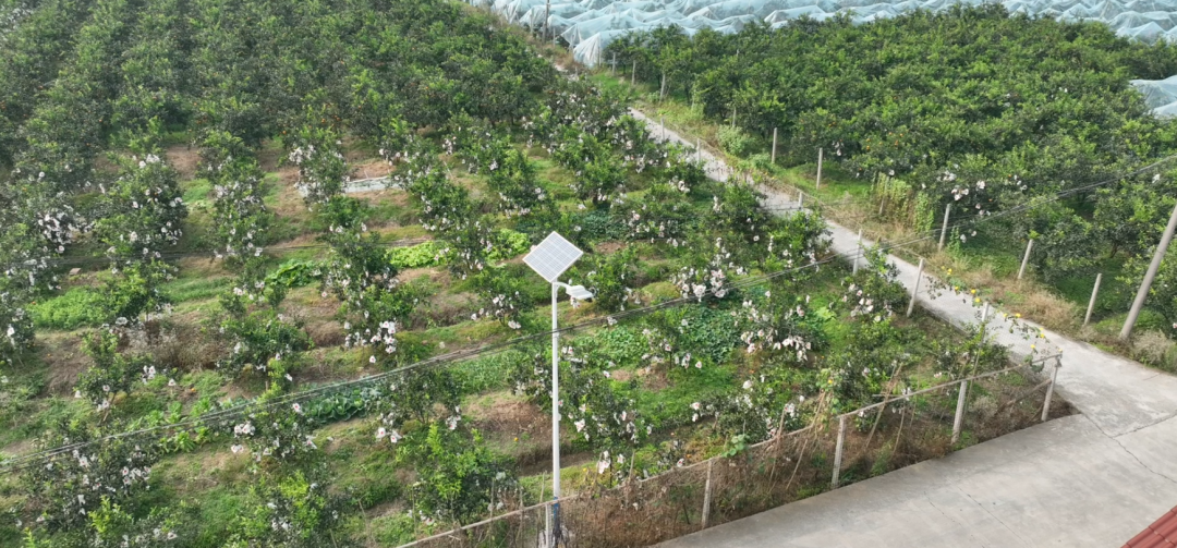 新安裝的路燈。.png