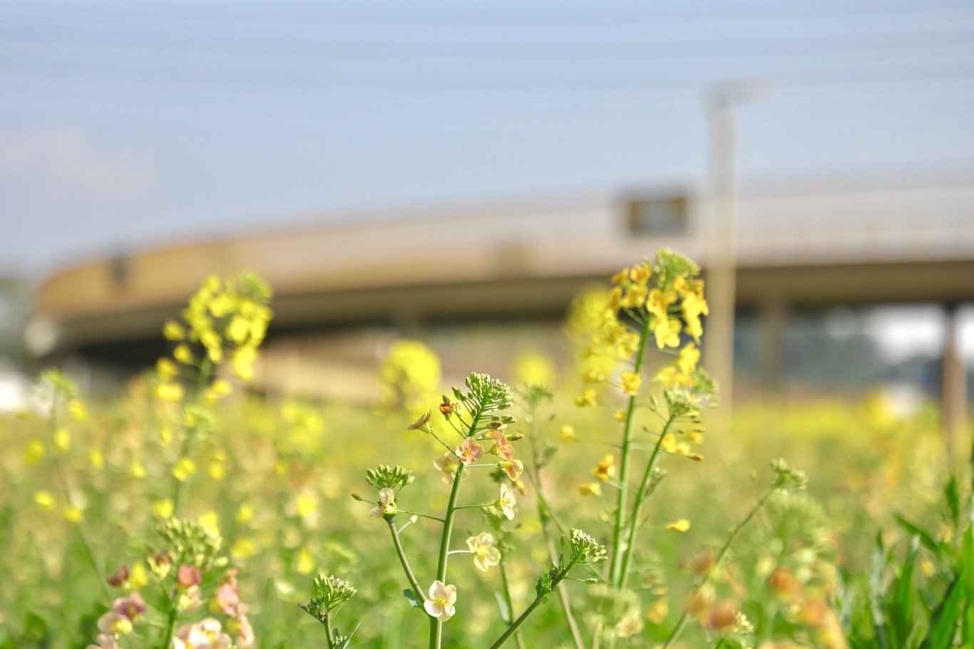 彩色油菜花特寫(xiě).jpg
