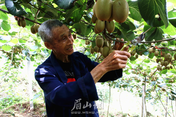 岐山村已脫貧戶陳明友正在獼猴桃園內(nèi)修枝。