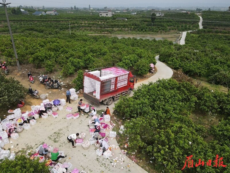 產(chǎn)業(yè)便道建成后，卡車開到了果園里。