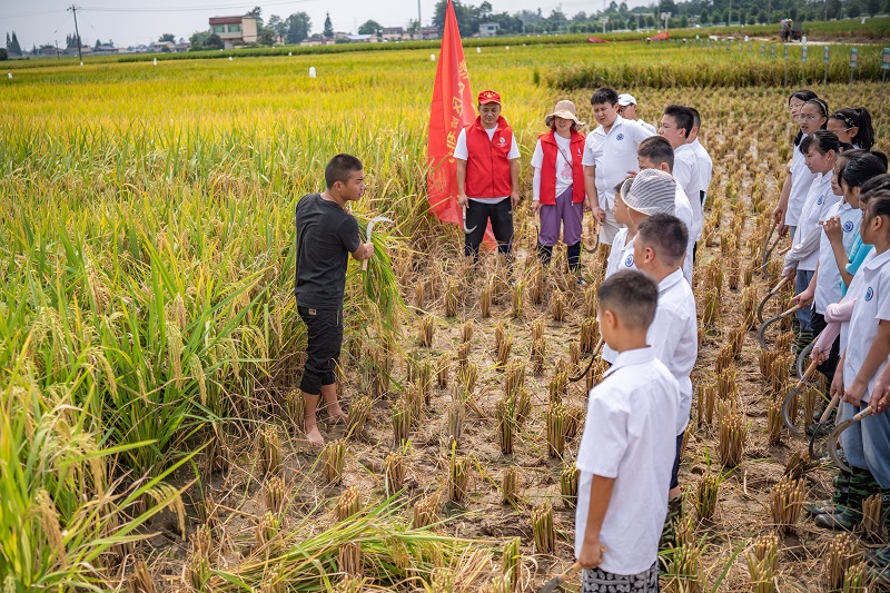  農技專家教學生們怎么收割稻谷。