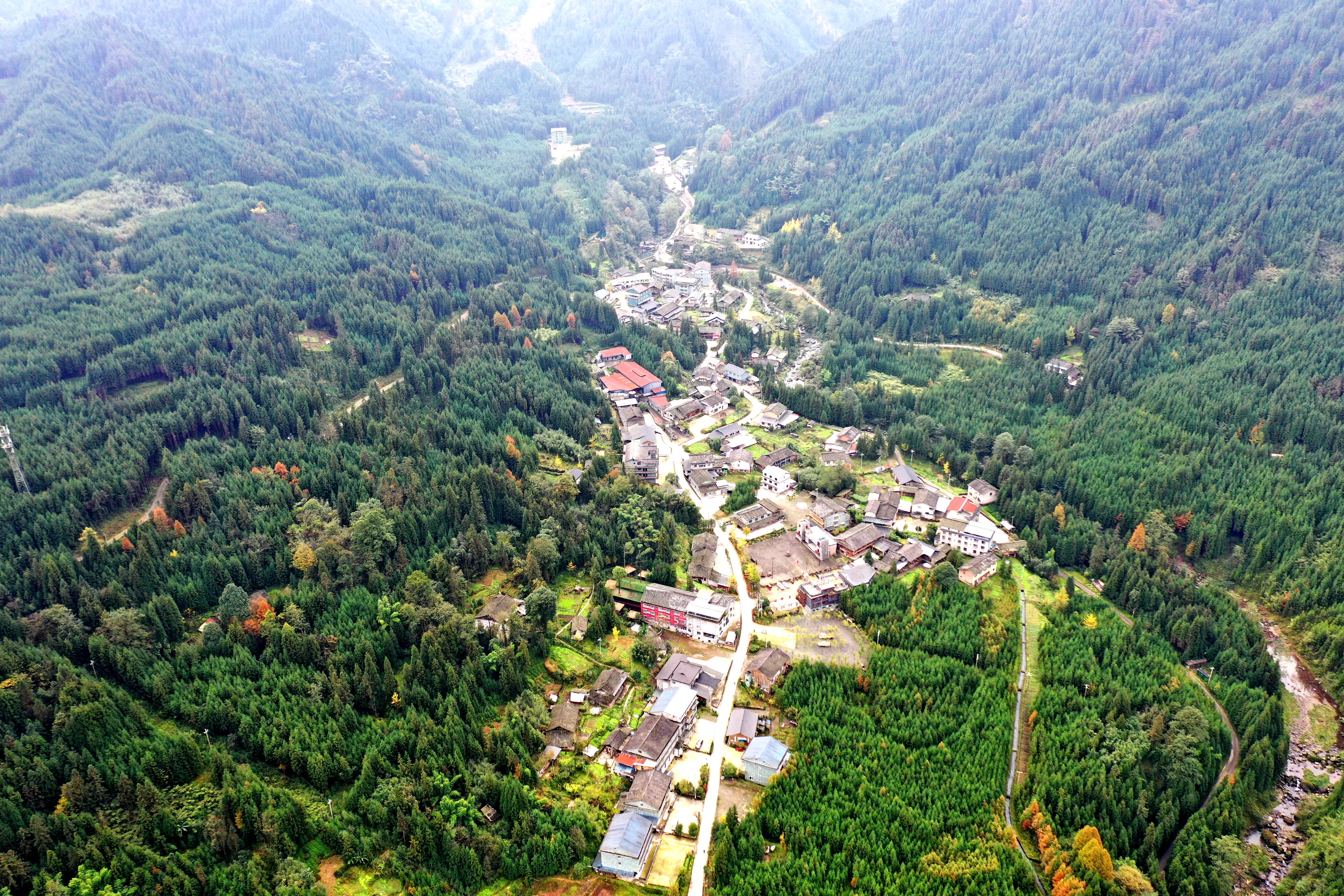  12月23日，冬日里的復興村，仍綠意盎然。