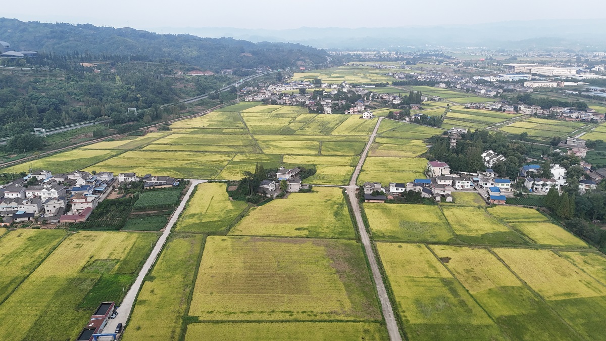  青衣江流域糧食現代農業園區止戈安寧萬畝示范區一角