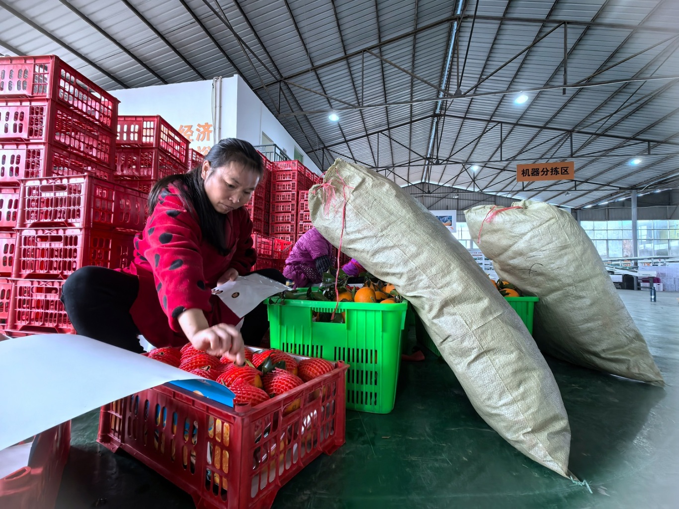 彭山區(qū)豐華社區(qū)柑橘分揀包裝廠，工人正在分裝柑橘，這些柑橘將銷售到全國各地。.jpg