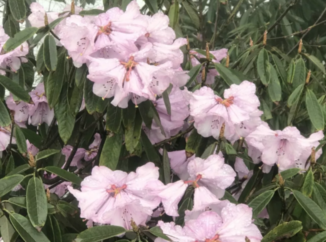眉山的市花太美了~瓦屋山高山杜鵑正陸續開放…